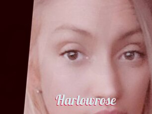 Harlowrose