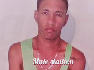 Male_stallion